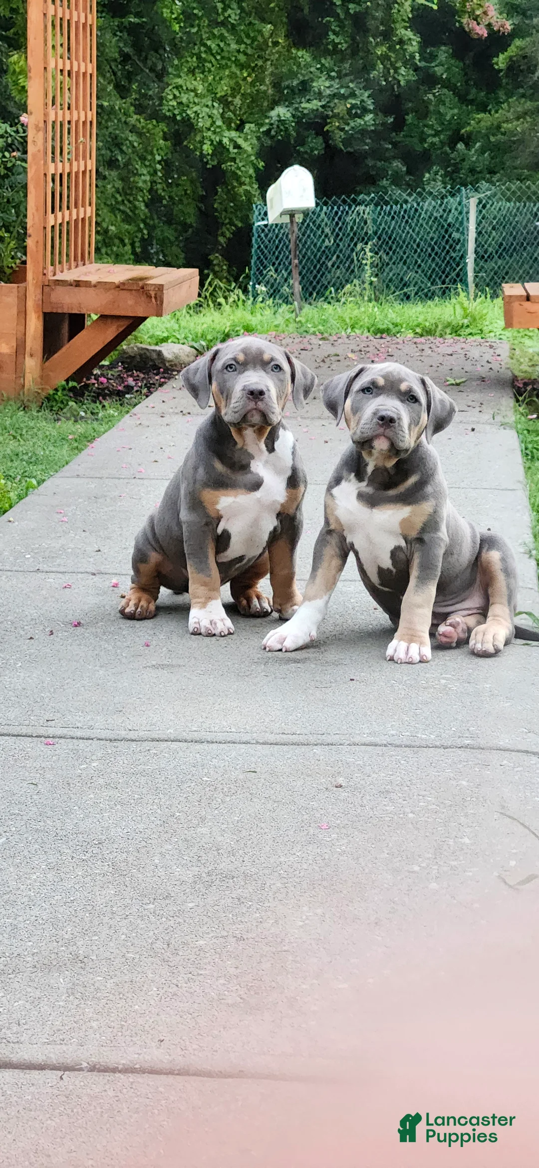 American Bully dogs for sale: Brownie - Ad 2