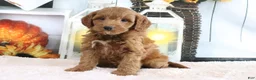 Mini Goldendoodle dogs for sale: Mindy - Ad 3
