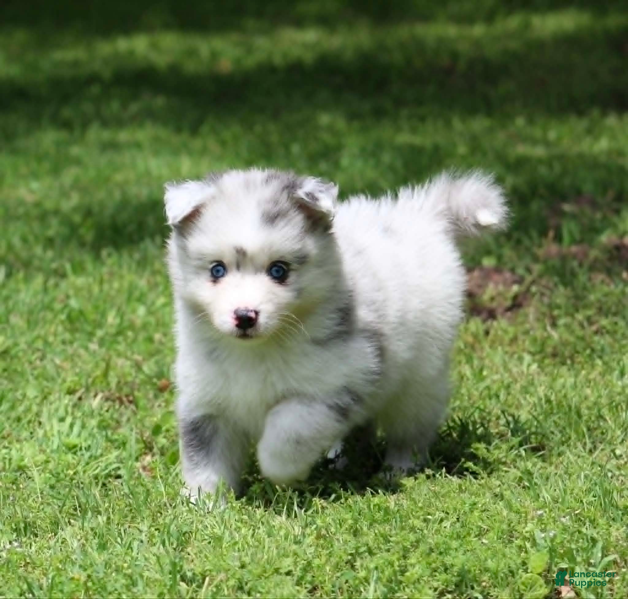 Pomsky dogs for sale: Lilly - Ad 3