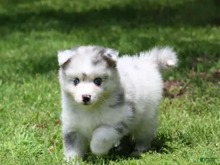 Pomsky dogs for sale: Lilly - Ad 3