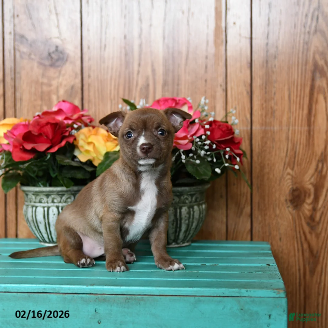 Chihuahua dogs for sale: Lady - Ad 1