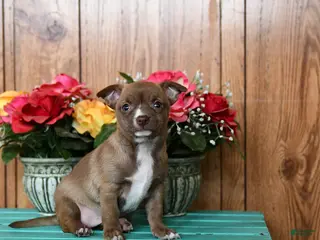 Chihuahua dogs for sale: Lady - Ad 3