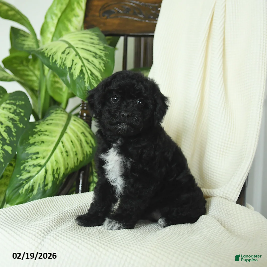 Miniature Poodle dogs for sale: Sophie - Ad 2