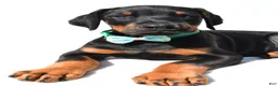 Doberman Pinscher dogs for sale: Barney - Ad 3