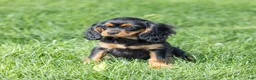 Cavalier King Charles Spaniel dogs for sale: Waldo - Ad 7