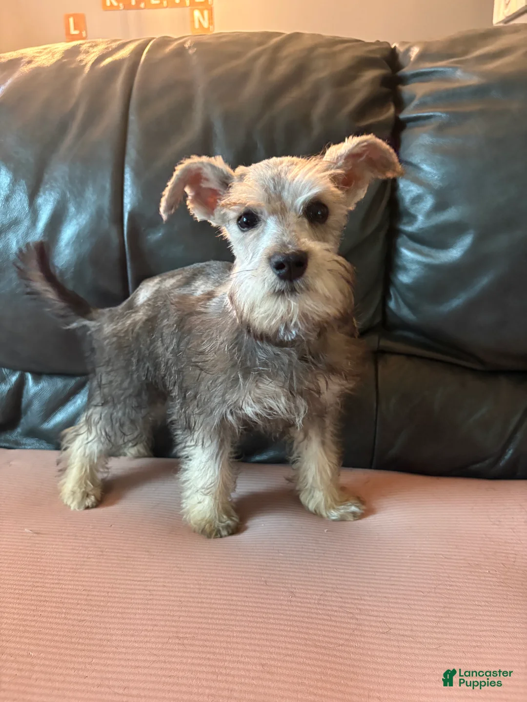 Miniature Schnauzer dogs for sale: Chad - Ad 3