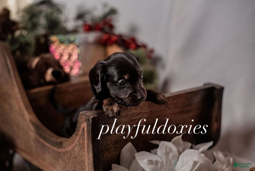 Miniature Dachshund dogs for sale: Orange Collar Boy Black & Tan Dachshund  - Ad 8