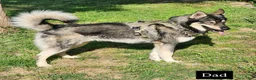 Siberian Husky dogs for sale: Siberian Husky 1 - Ad 6
