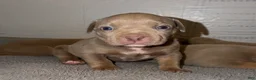 American Bully dogs for sale: Bambi - Ad 5