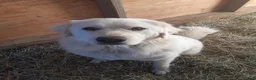 Great Pyrenees dogs for sale: Dixon - Ad 7