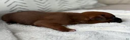 Boxer dogs for sale: Remi - Ad 3