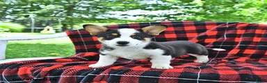 Biscuit