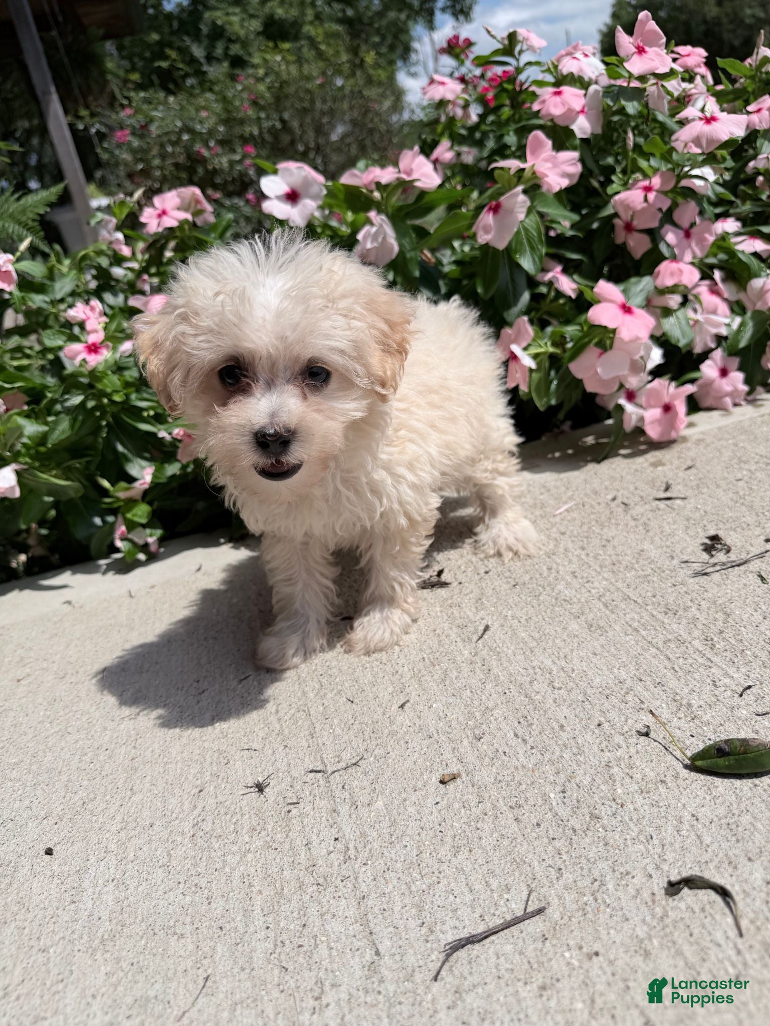 Maltipoo dogs Kaiser - Ad 1