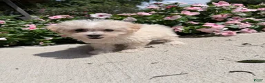 Kaiser