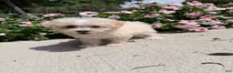 Maltipoo dogs for sale: Kaiser - Ad 1