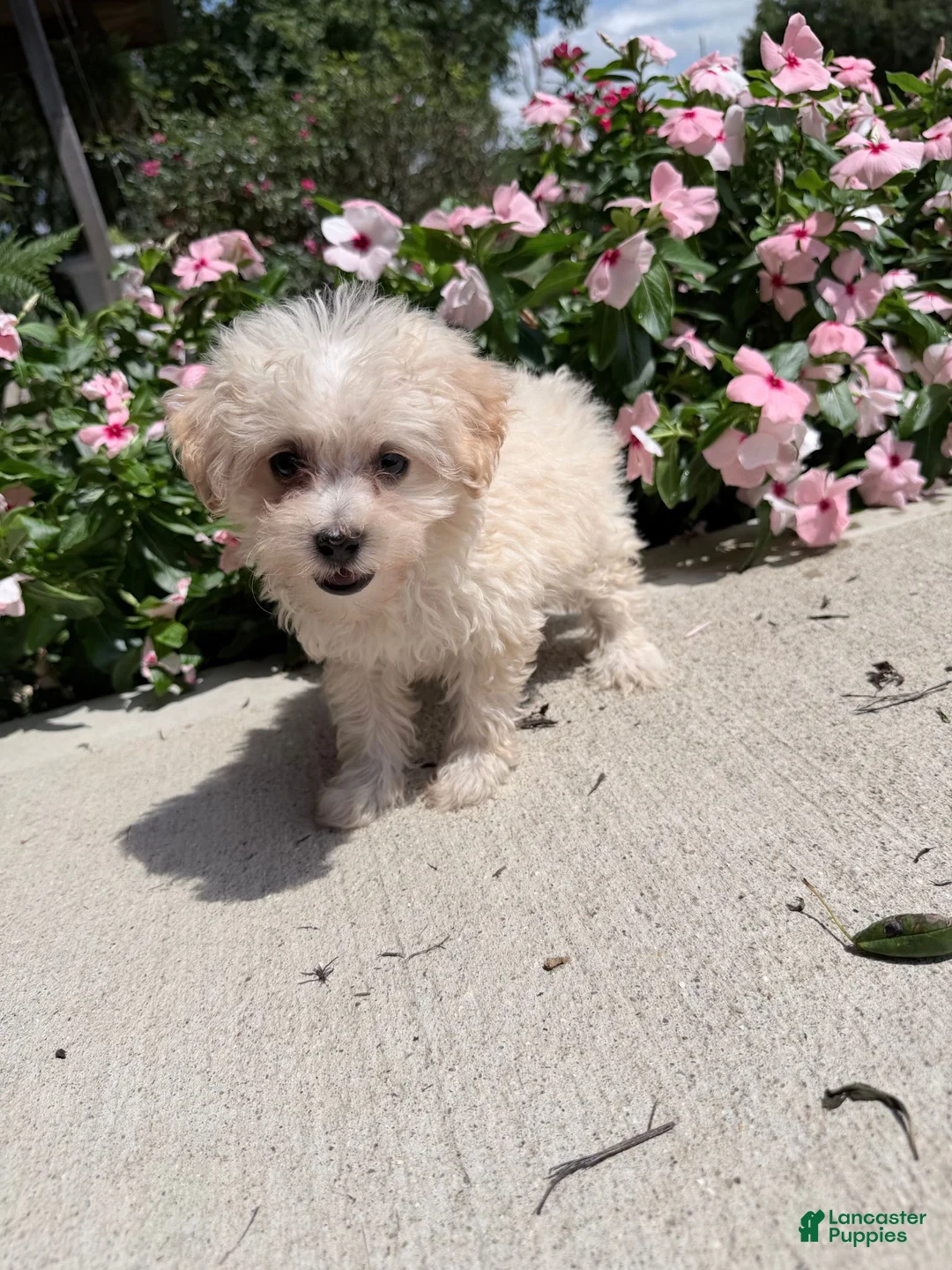 Maltipoo dogs for sale: Kaiser - Ad 1