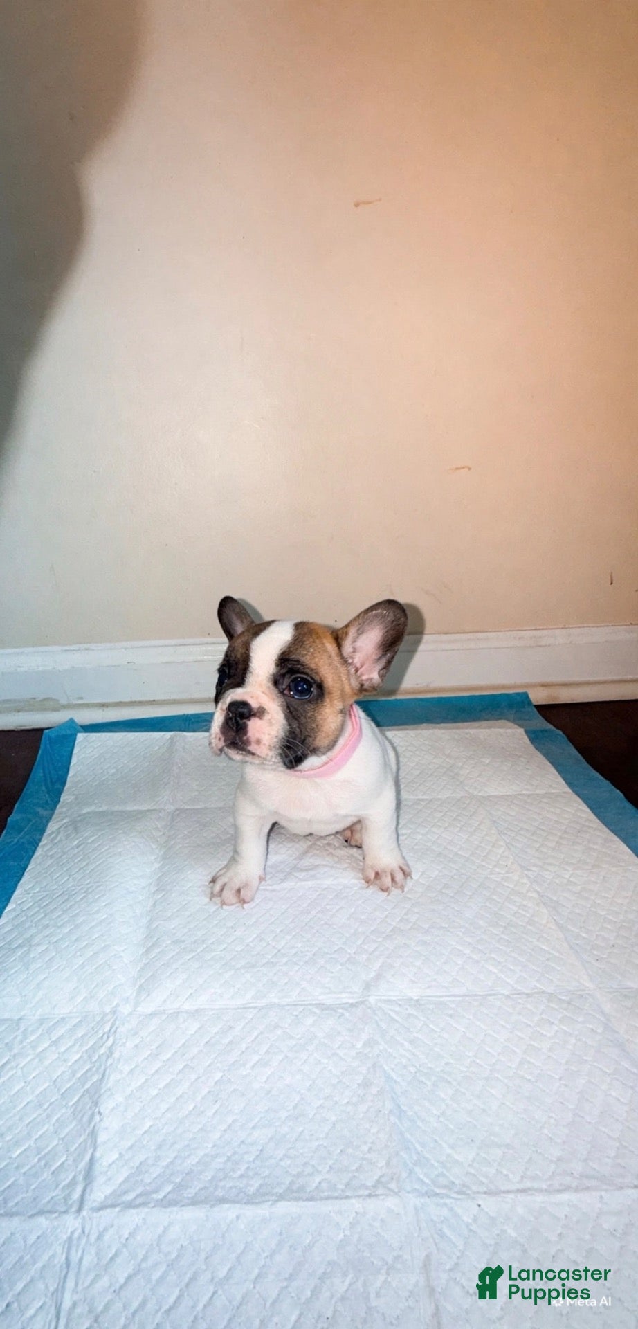 French Bulldog dogs for sale: French Bulldog Girl 1 - Ad 4