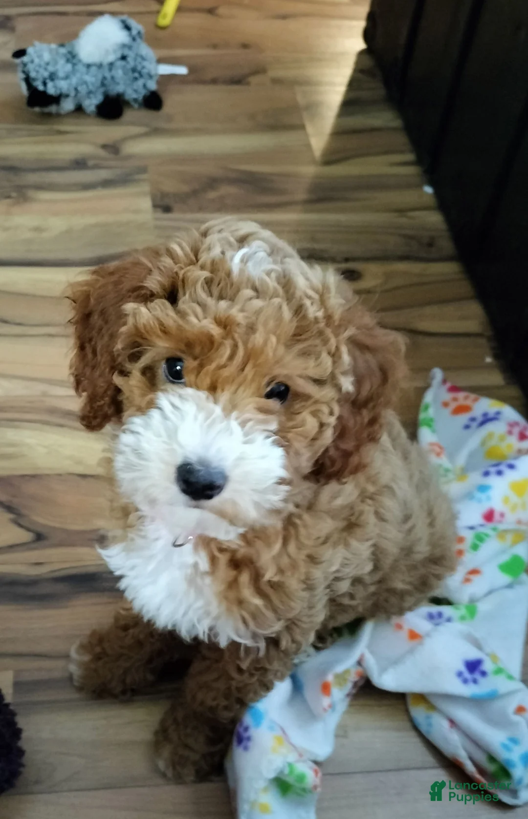 Cockapoo dogs for sale: Pluto - Ad 2