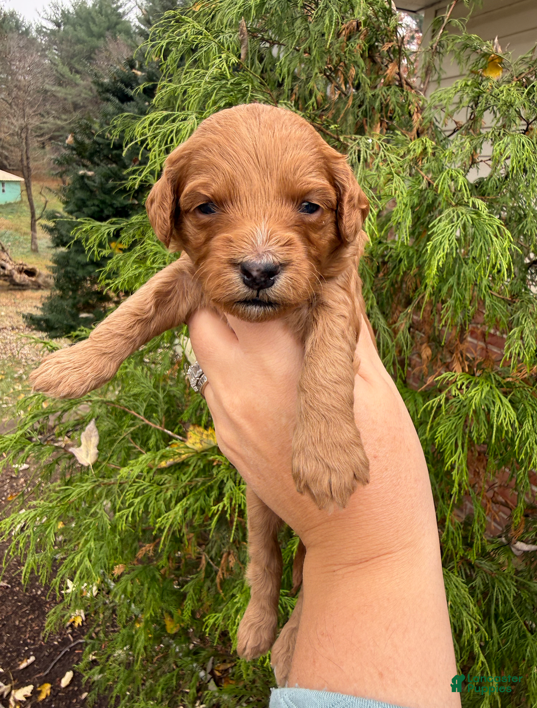 Mini Goldendoodle dogs for sale: Mini Goldendoodle Puppy 5 - Ad 1