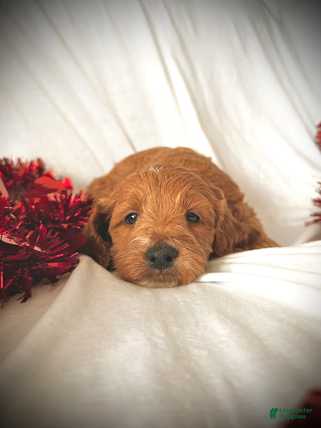 Irish Doodle dogs for sale: Toast- In home raised - Ad 1
