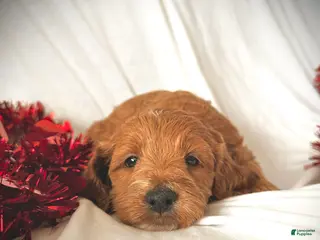 Irish Doodle dogs Toast- In home raised - Ad 5