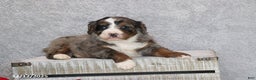 Mini Bernedoodle dogs for sale: Banjo - Ad 3