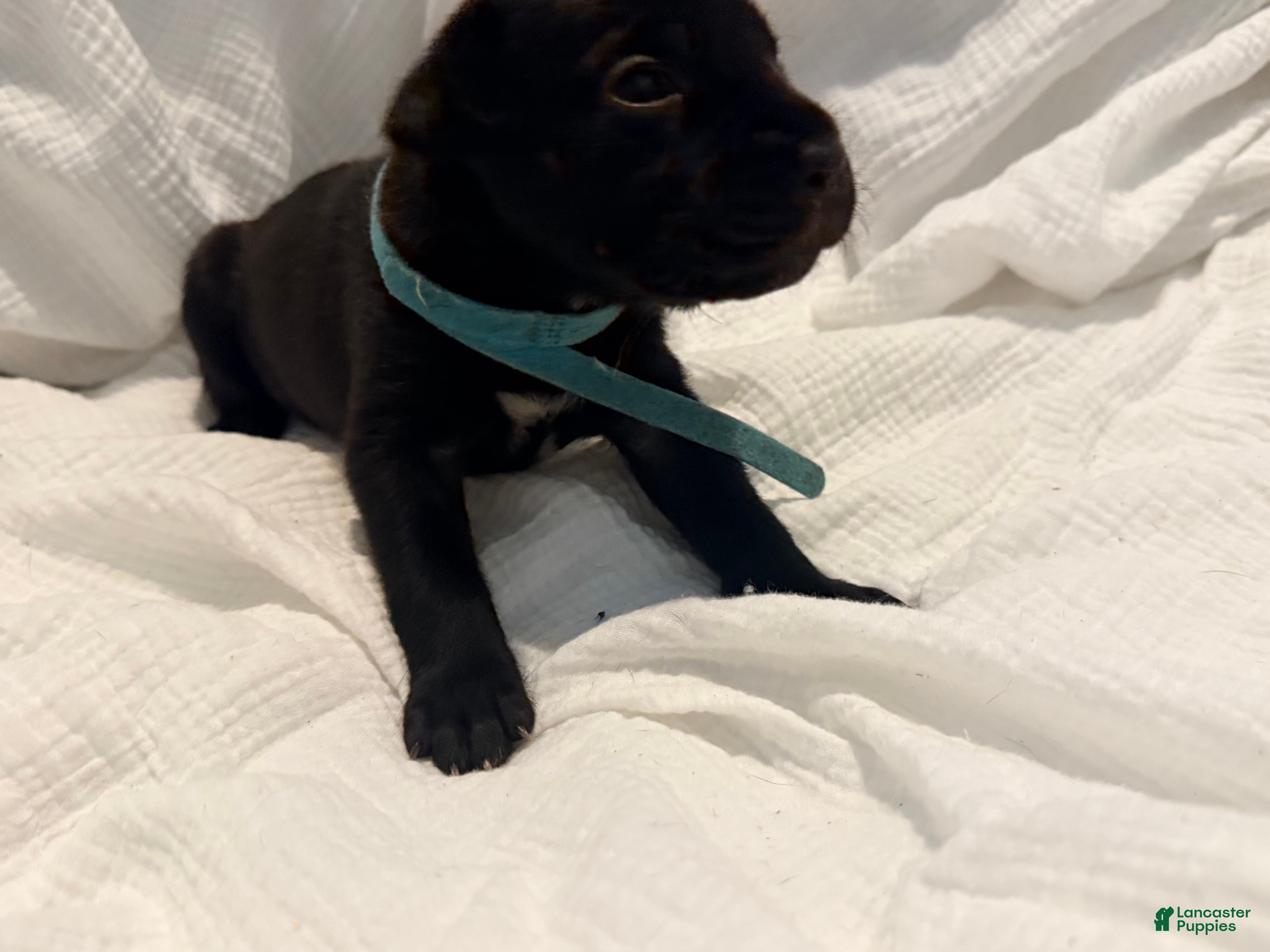 Cane Corso dogs Rufus AKC blue collar - Ad 18