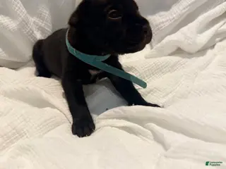 Cane Corso dogs Rufus AKC blue collar - Ad 18