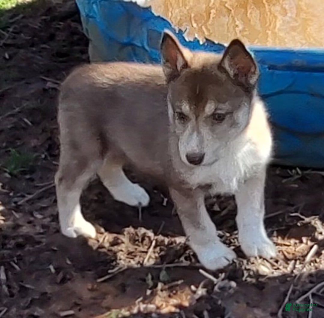 Siberian Husky dogs for sale: Siberian Husky Puppy 4 - Ad 7