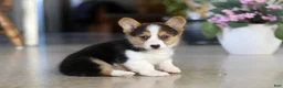 Welsh Corgi Pembroke dogs for sale: Princess - Ad 8