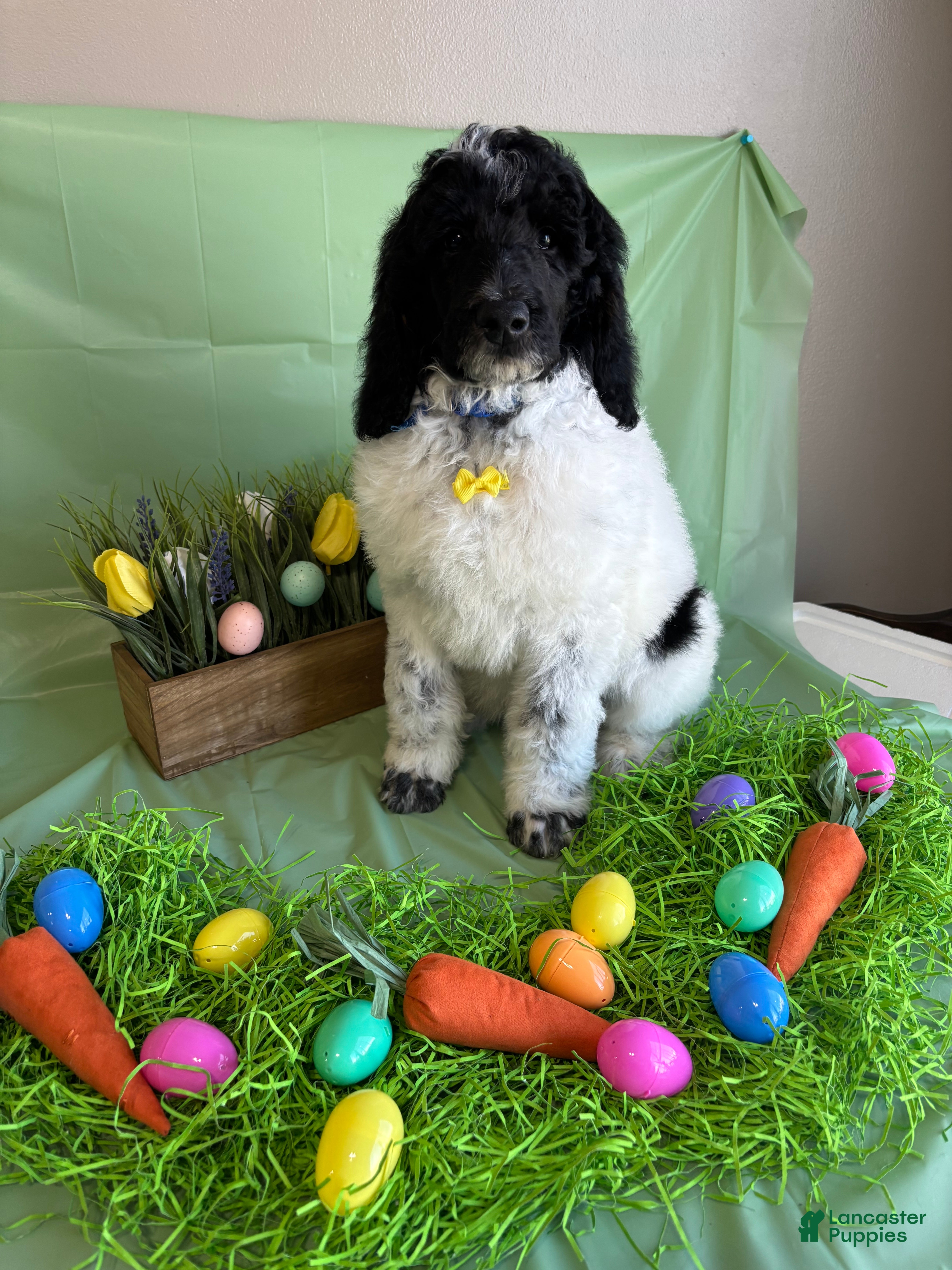 Standard Poodle dogs Bennet  - Ad 1
