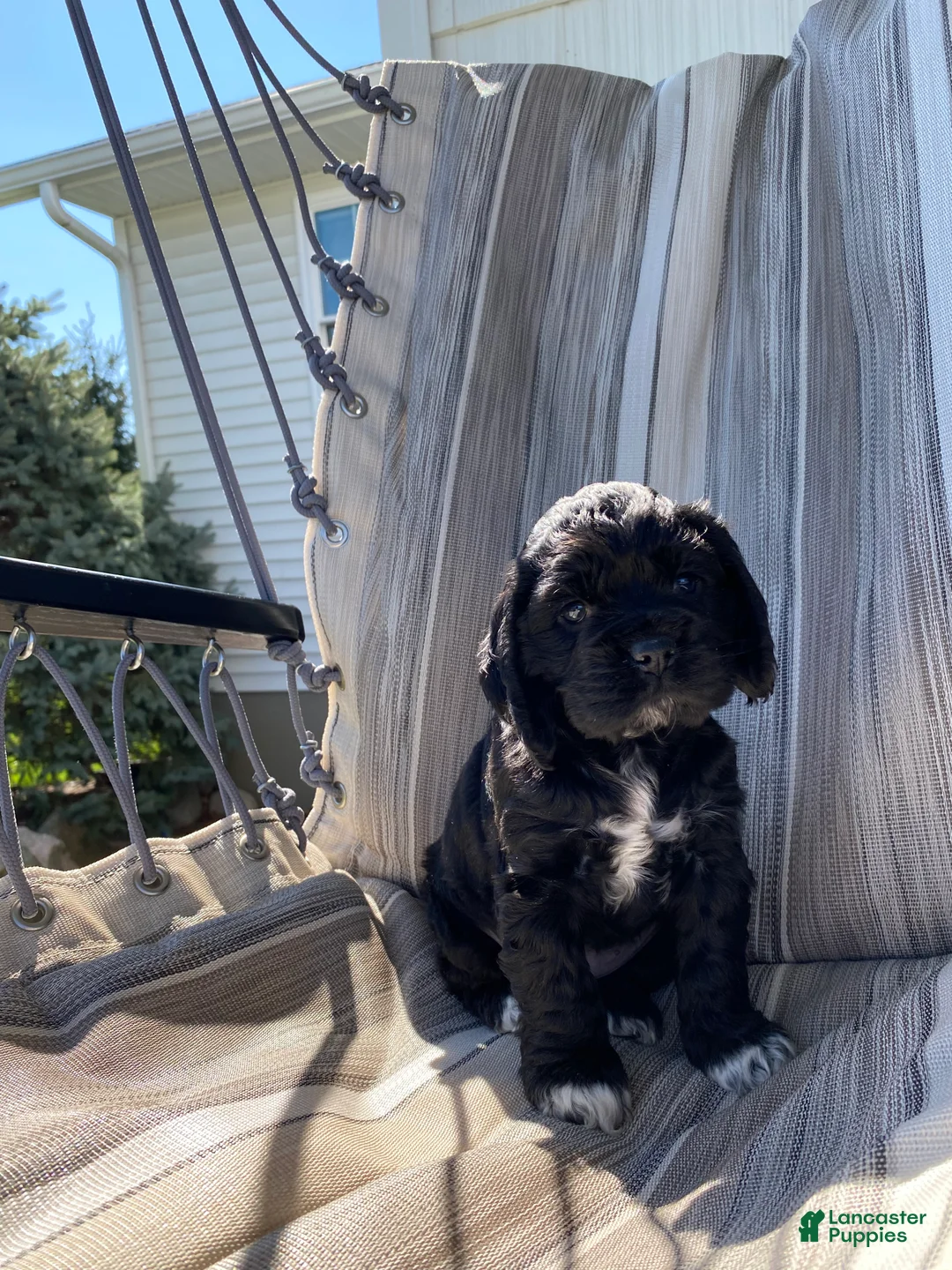 Cocker Spaniel dogs for sale: Gabby - Ad 1