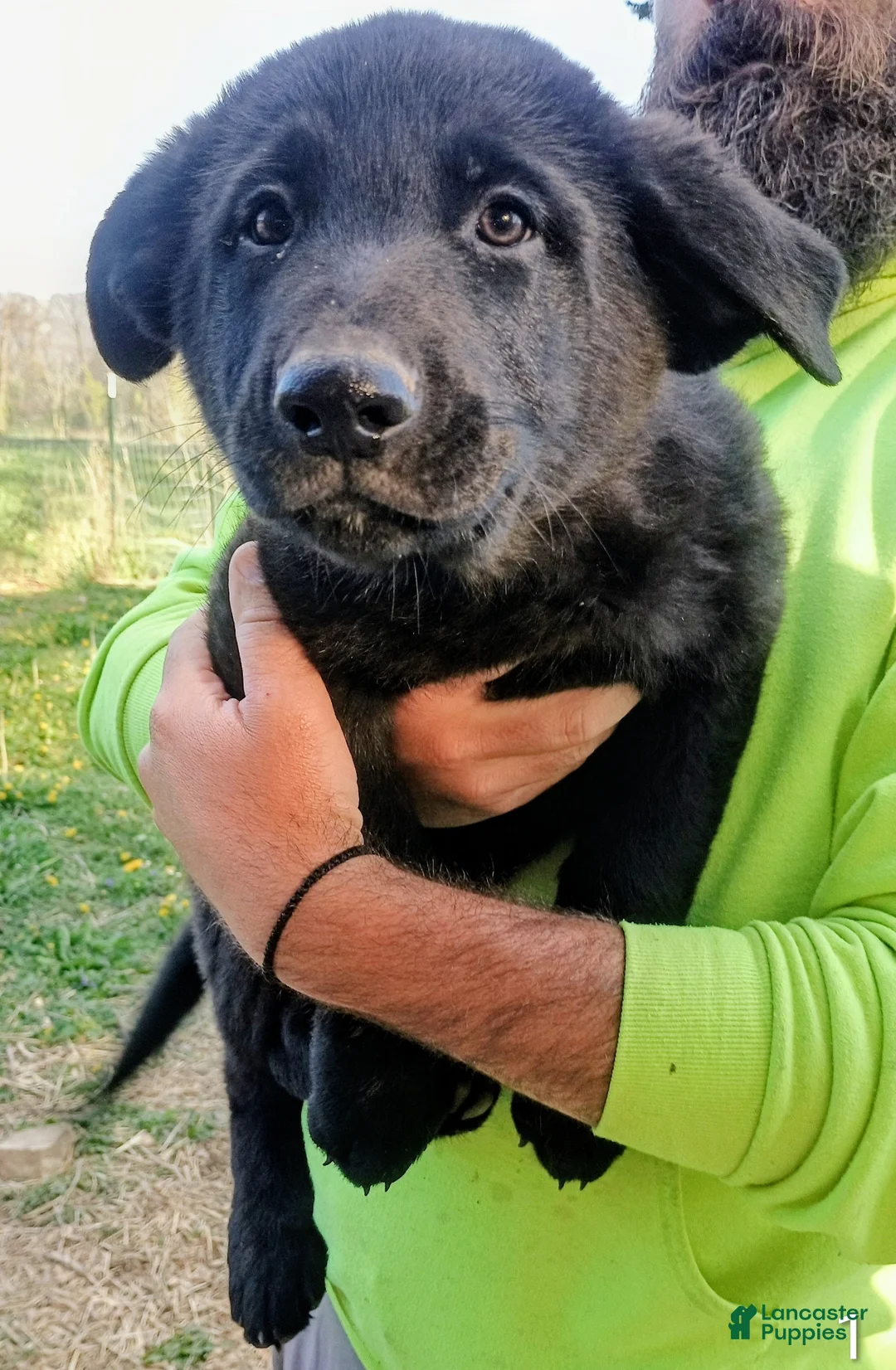 German Shepherd dogs for sale: German Shepherd Puppy 3 - Ad 1