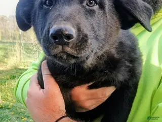 German Shepherd dogs German Shepherd Puppy 3 - Ad 9