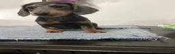 Miniature Dachshund dogs for sale: Nori - Ad 3
