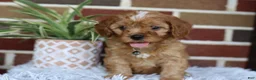 Cavapoo dogs for sale: Oakley  - Ad 9