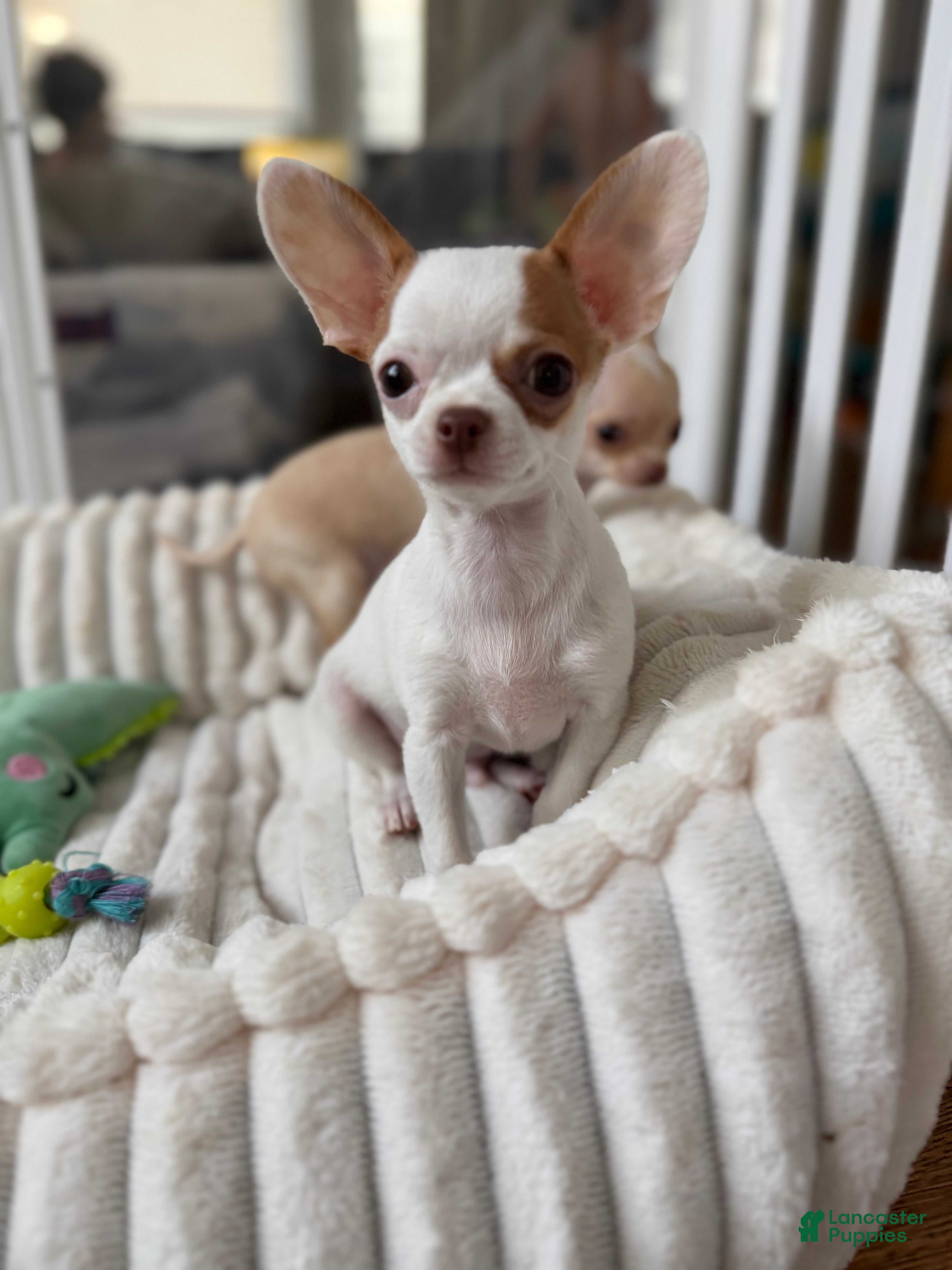 Chihuahua dogs ✨CKC Saint✨ - Ad 1