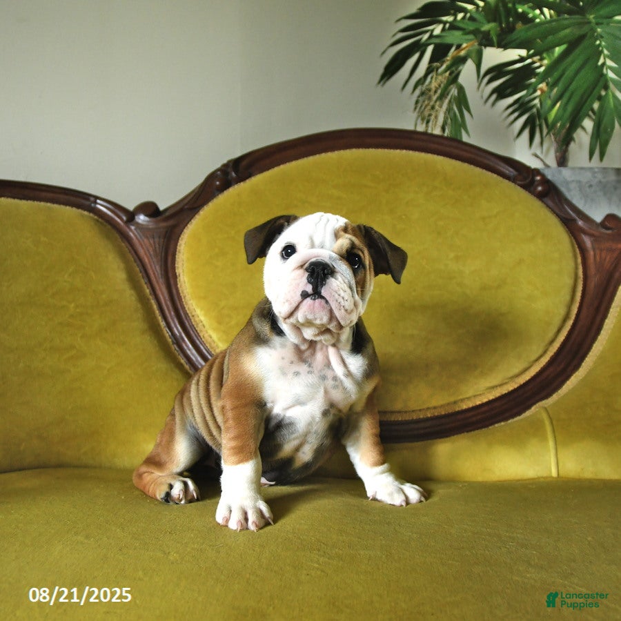 English Bulldog Mix Miniature Aussie Bulldog For Sale 1+ Thousand
