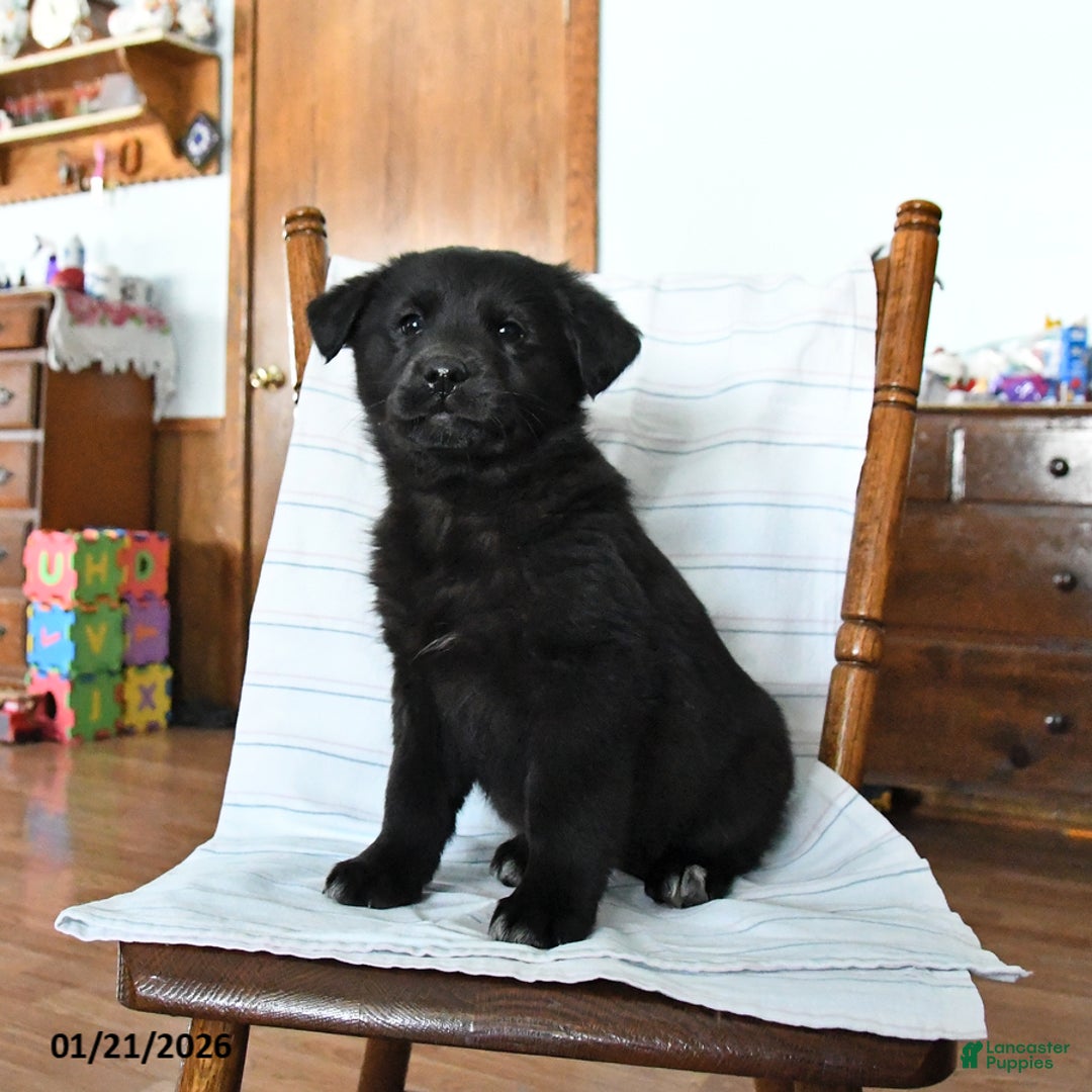 Mixed Breed dogs for sale: Sneaker  - Ad 1