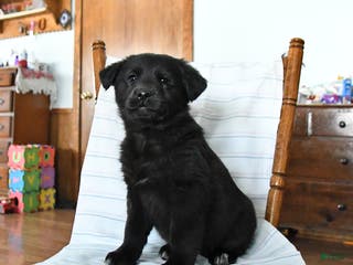 Mixed Breed dogs Sneaker - Ad 19