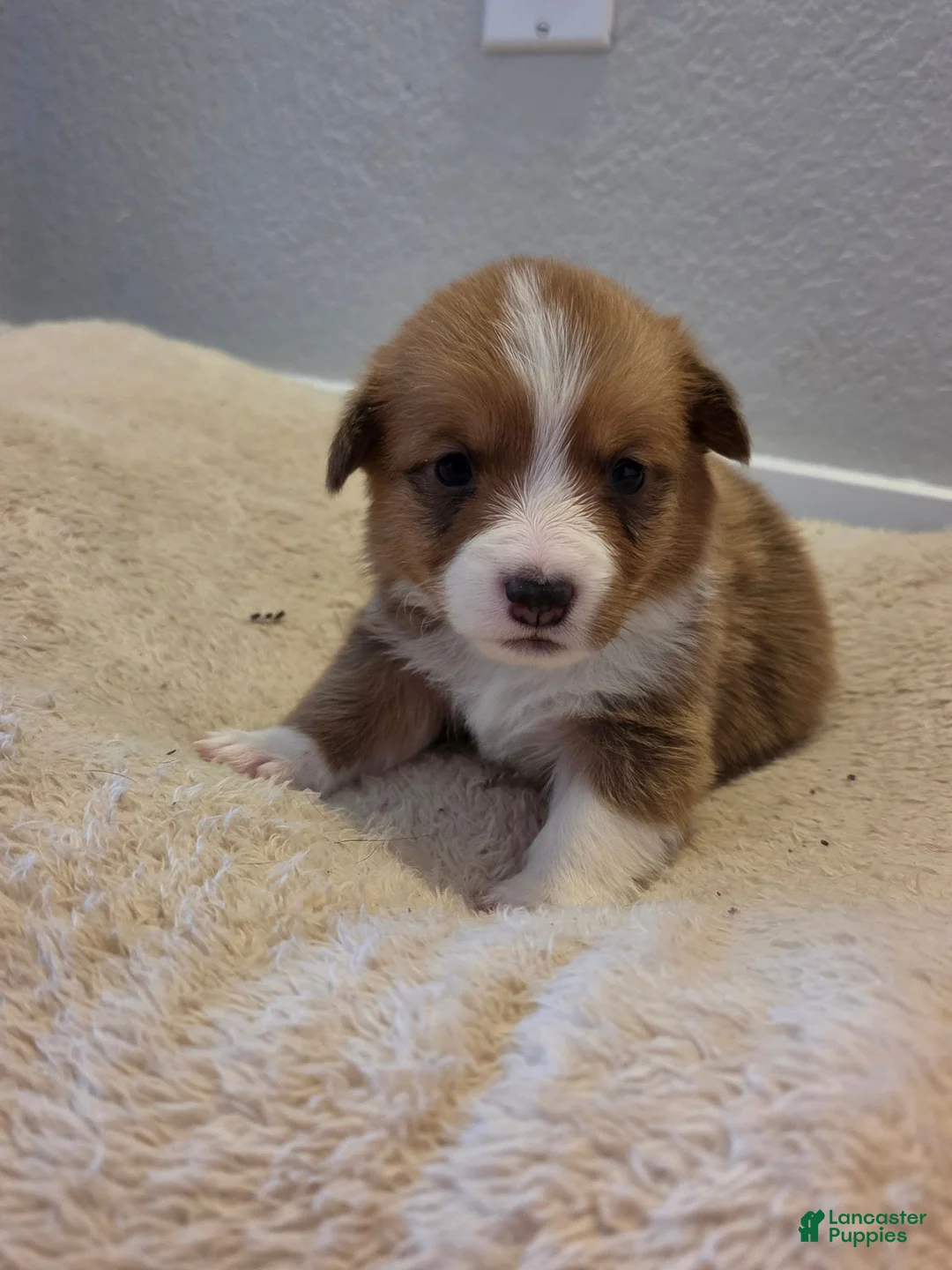 Mixed Breed dogs for sale: Yellow - Ad 2
