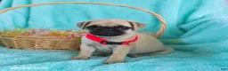 Pug dogs for sale: Birdie - Ad 4