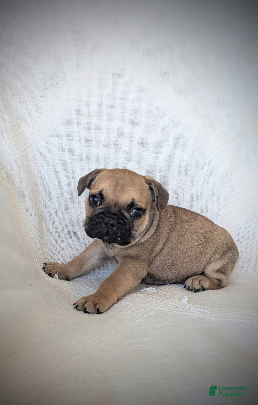 French Bulldog dogs for sale: Lane - Ad 3