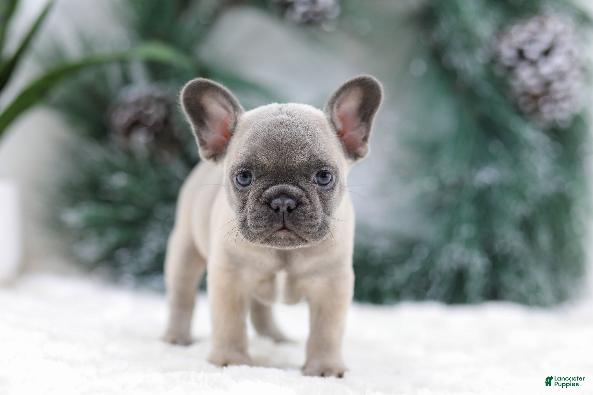 French Bulldog dogs Halden - Ad 15