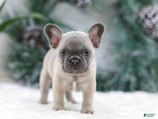French Bulldog dogs Halden - Ad 16