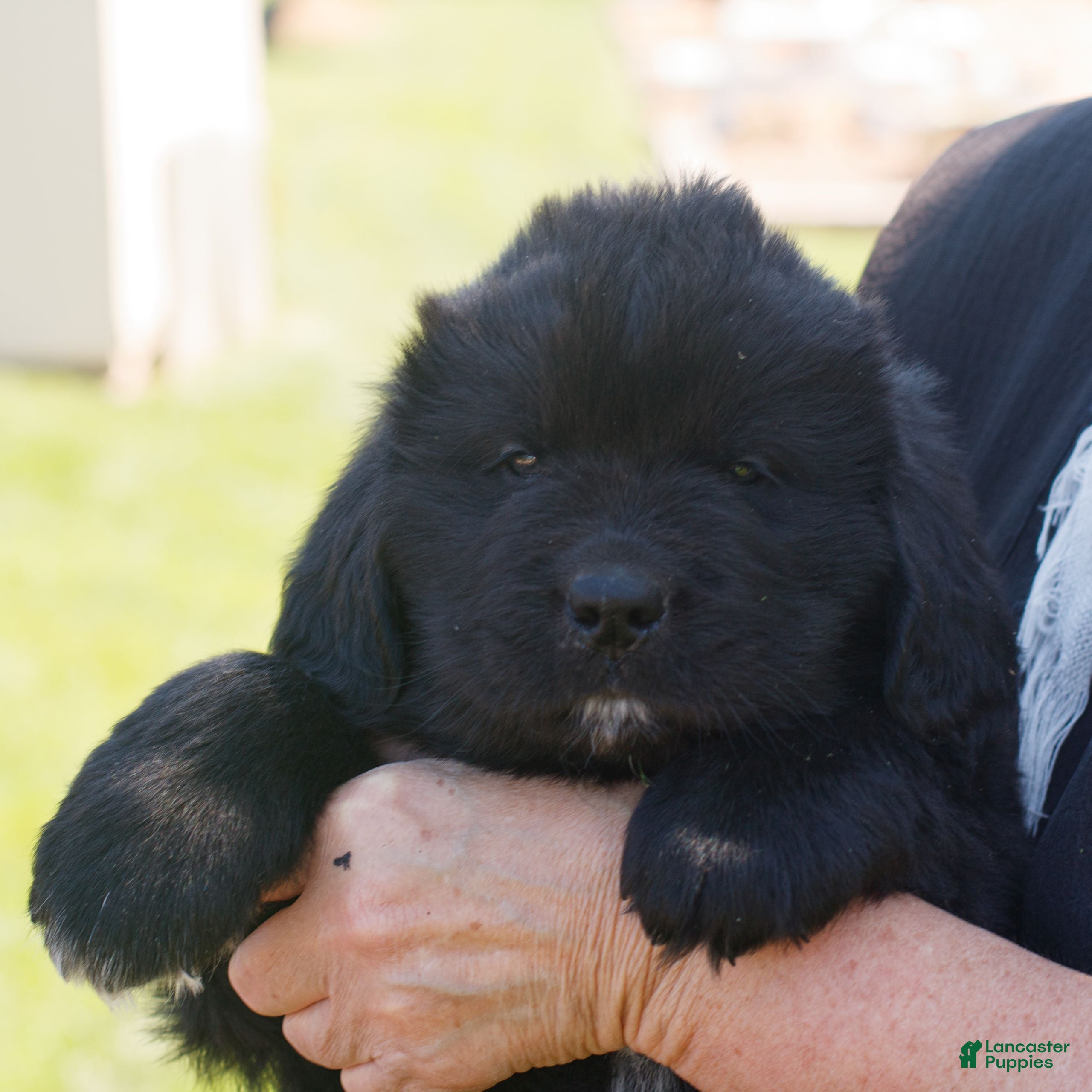 Newfoundland dogs Theodore  - Ad 2
