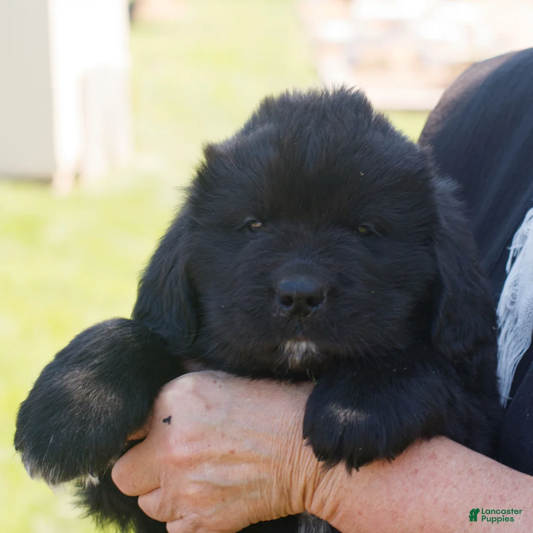 Newfoundland dogs for sale: Theodore  - Ad 2