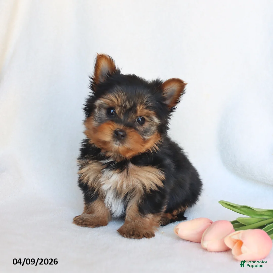 Yorkshire Terrier dogs for sale: Norah - Ad 5