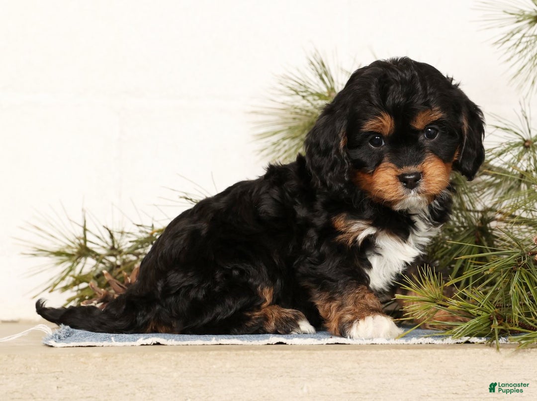 Cavapoo dogs for sale: Stella - Ad 6