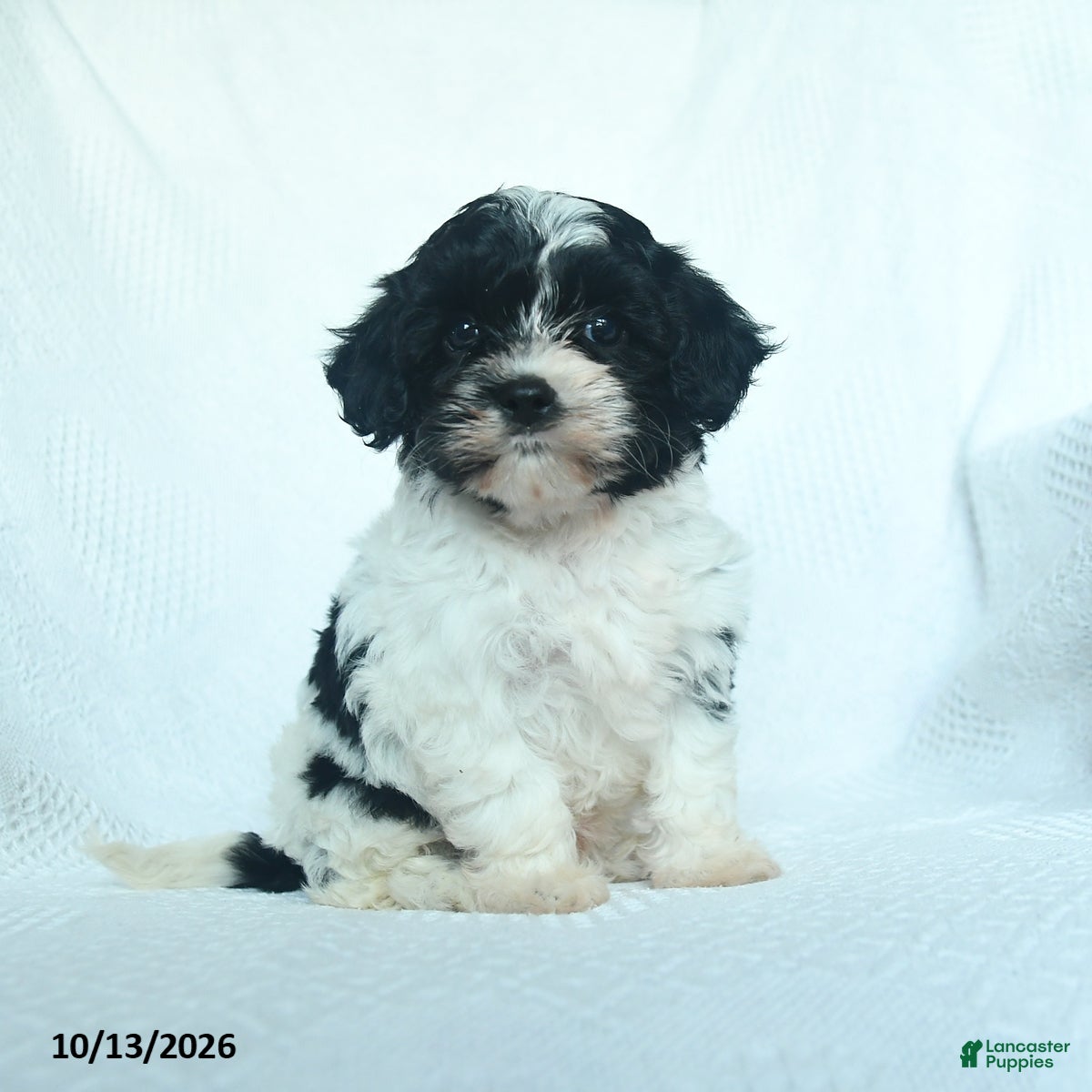 Mixed Breed dogs Pecan - Ad 2